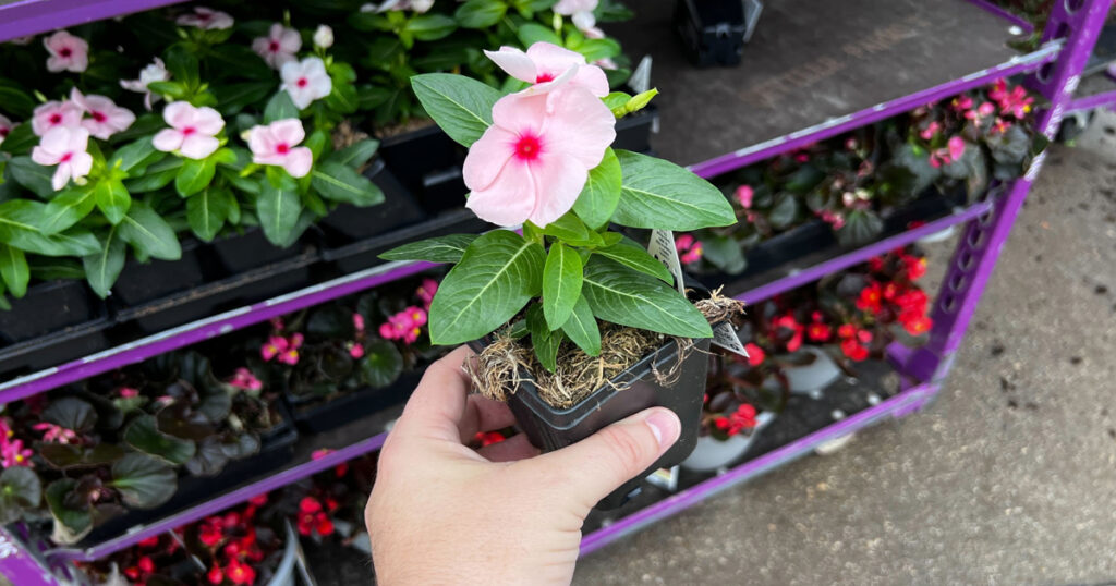 FREE Mother's Day Flower Giveaway at Lowe's (Registration Open Now)