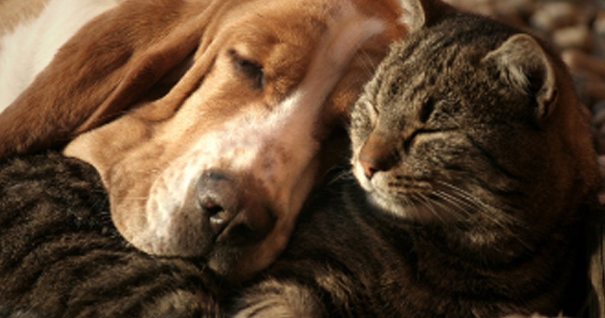 Possible Free Pet Products with FurBuddies